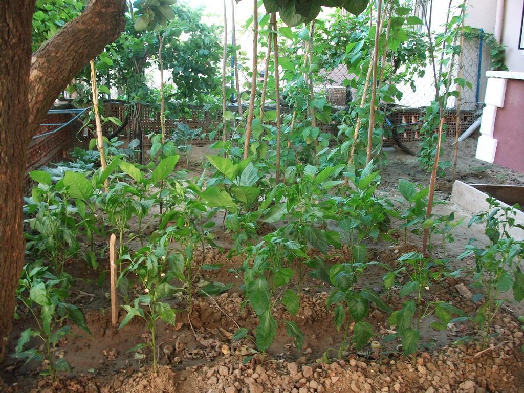 Ernur Pension Çanakkale Phòng bức ảnh